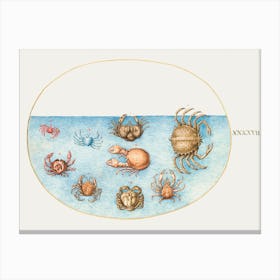 Nine Crabs (1575–1580), Joris Hoefnagel Canvas Print