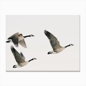 Canadian Geese Canvas Print