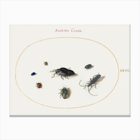Two Oil Beetles, A Longhorn Beetle, And Four Other Insects, Joris Hoefnagel Canvas Print