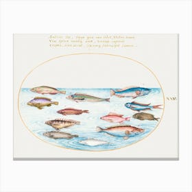 Mediterranean Rainbow Wrasse, Swallowtail Sea Perch And Other Fish (1575–1580), Joris Hoefnagel Canvas Print