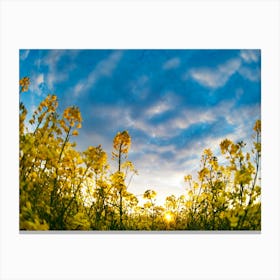 Sunflower Field At Sunset Canvas Print