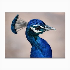 Blue Peacock Canvas Print