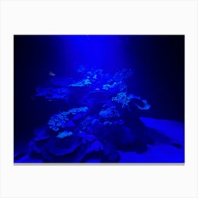 Blue Coral Reef Canvas Print