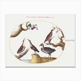 Wood Grouse, Rail, And Curlew With Hazelnuts And Figs (1575–1580), Joris Hoefnagel Canvas Print