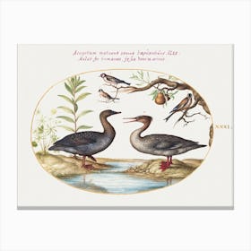 Duck, Merganser, And Three Goldfinches (1575–1580), Joris Hoefnagel Canvas Print