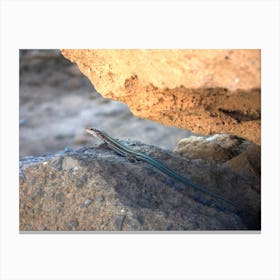 Lizard Canvas Print