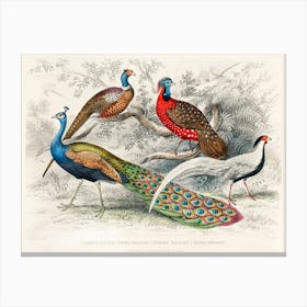 Common Peacock, Ringed Pheasant, Horned Pheasant, And Silver Pheasant, Oliver Goldsmith Canvas Print