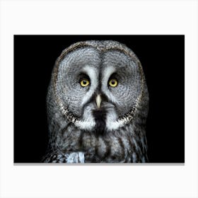 Great Grey Owl Canvas Print