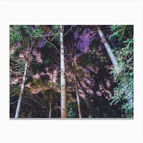 Purple Forest Canvas Print