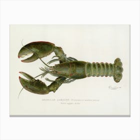 Vintage American Male Lobster Homarus americanus lithograph by Denton Original 1899, Published in the Annual Report of the Commissioners of Fisheries, Game, and Forests of the State of New York 4th Canvas Print