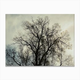 Silhouette Of Bare Tree Canvas Print