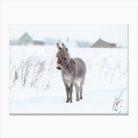 Baby Donkey In Snowy Field Canvas Print
