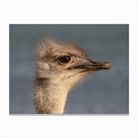 Young Ostrich Head Canvas Print