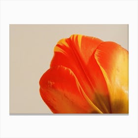 Tulip Form 2 Canvas Print