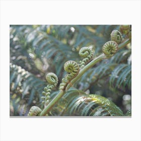 Ferns Canvas Print