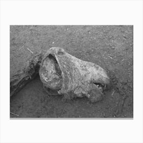 Untitled Photo, Possibly Related To Head Of Horse That Died Of Compaction Due To Poor Feed, William Butler Farm Canvas Print