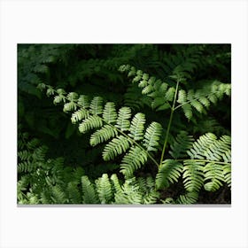 Green fern leaves in the dark forest Canvas Print