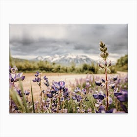 Purple Wildflowers Canvas Print