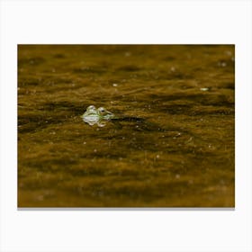 Bullfrog Peaking Out Of The Pond Canvas Print