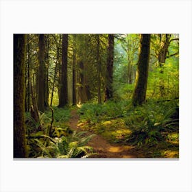 Old Growth Forest Canvas Print