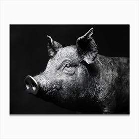 Pig In Black And White Canvas Print