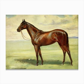 Vintage Painting Horse In A Field Canvas Print