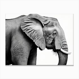 Black & White Elephant Portrait Canvas Print