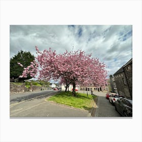 cherry blossom 1016 Canvas Print