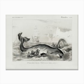Balaena Mysticetus, Bowhead Whale, Charles Dessalines D'Orbigny Canvas Print