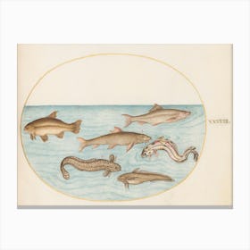 Aquatic And Shellfish Animals, Joris Hoefnagel (2) Canvas Print