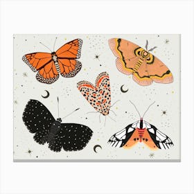 Moths And Butterflies Canvas Print