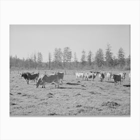 Dairy Cattle, Tillamook County, Oregon By Russell Lee Canvas Print