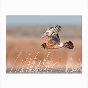 Coopers Hawk Hunting Canvas Print