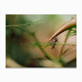 Ant On A Branch Canvas Print