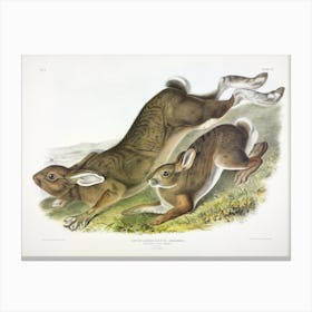 Northern Hare, John James Audubon Canvas Print