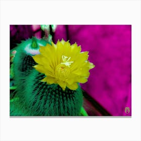 Cactus Flower 202306261809181rt1pub Canvas Print