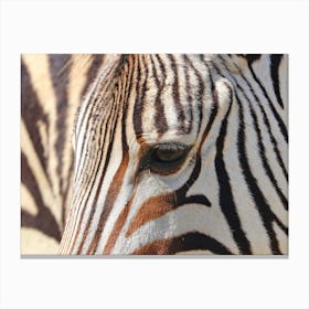Zebra Stripes Canvas Print