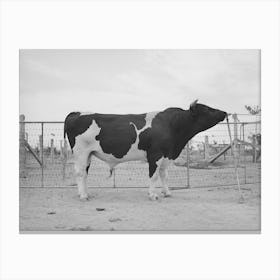 Pedigreed Holstein Herd Bull At The Casa Grande Valley Farms, Pinal County, Arizona By Russell Lee Canvas Print