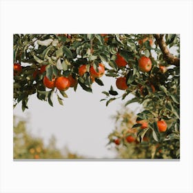 Apple Orchard Scenery Canvas Print