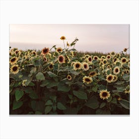 Sunflowers Of Provance Canvas Print