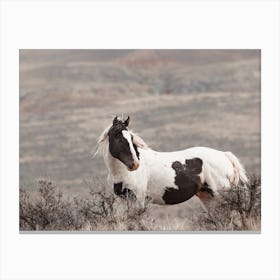 Sagebrush Wild Horse Canvas Print