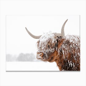 Snowy Highland Cow Canvas Print