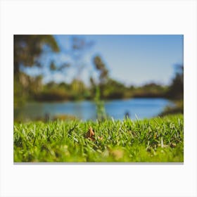 Closeup Of Green Grass In Park With Blurry Background Of A Pond And Trees Canvas Print