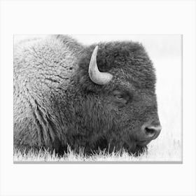 Black And White Bison Canvas Print