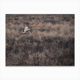 Barn Owl Flying Over Field Canvas Print