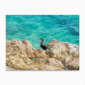 Black Cormorant On Rocks 20220908319pub Canvas Print