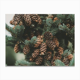 Pine Cone Filled Tree Canvas Print