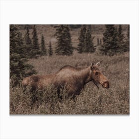 Colorado Moose Canvas Print