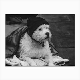 Homeless Dog Canvas Print