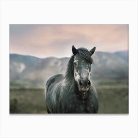 Gray Horse At Sunset Canvas Print